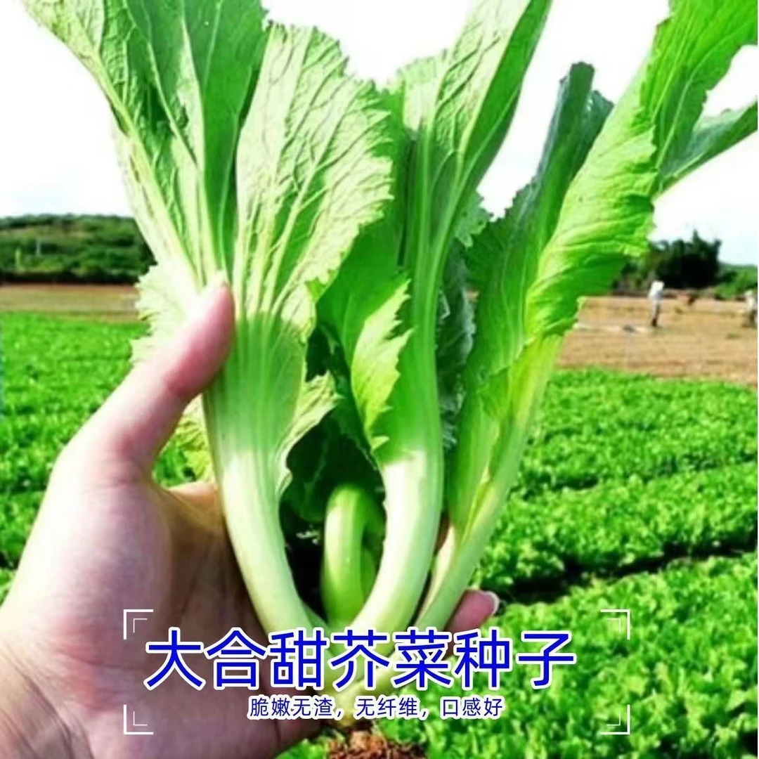 【全店满5包包邮】大合甜芥菜种子秋播芥菜种子叶子青菜种子
