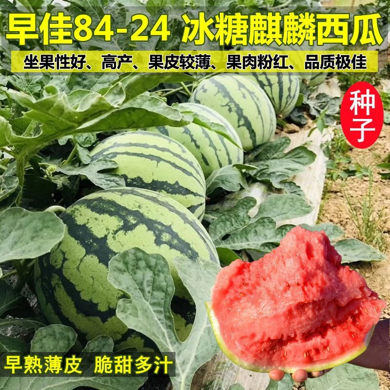 【全店满5包包邮】8424麒麟西瓜种子特大高产巨型蔬菜水果种子