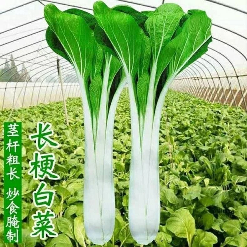 【全店满5包包邮】高梗小白菜种子长梗甜白菜高杆白菜籽
