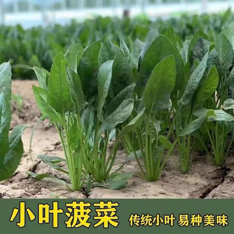 【满5包包邮】小叶菠菜种子四季波菜种籽大全秋季蔬菜盆栽种子