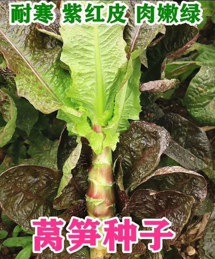 【全店满5包包邮】红皮莴笋种子庭院阳台盆栽农家蔬菜种子