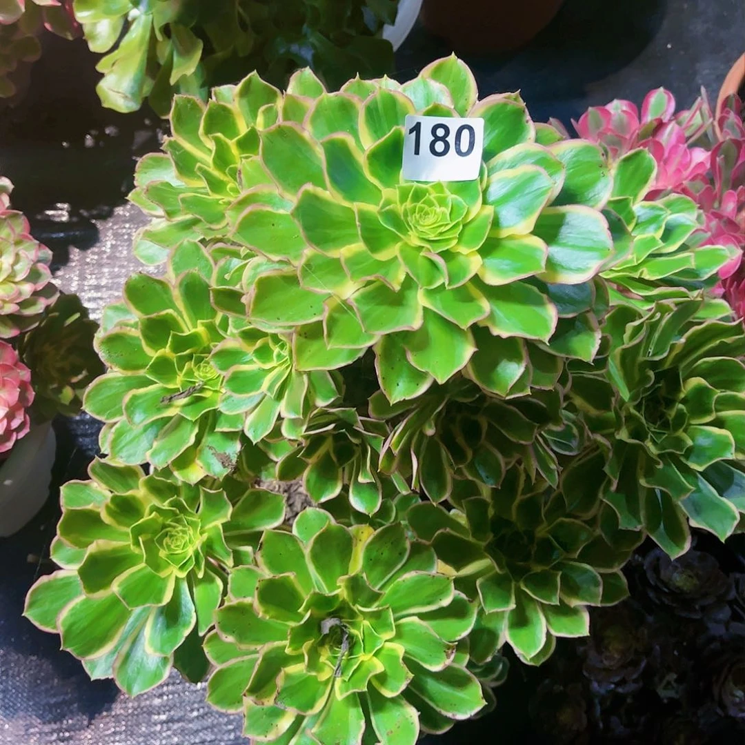 燕*180多肉植物法师