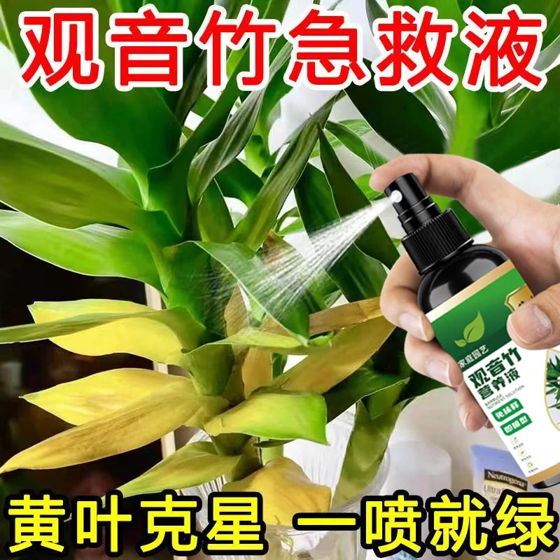 【黄叶急救】观音竹专用营养液一喷绿花肥水养盆栽通用绿植液体肥