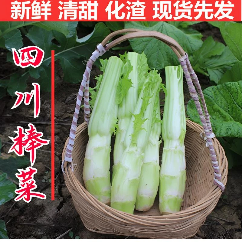 新鲜棒棒菜四川农家蔬菜芥菜大叶青菜脑壳大头青菜菜苔泡菜兜兜菜