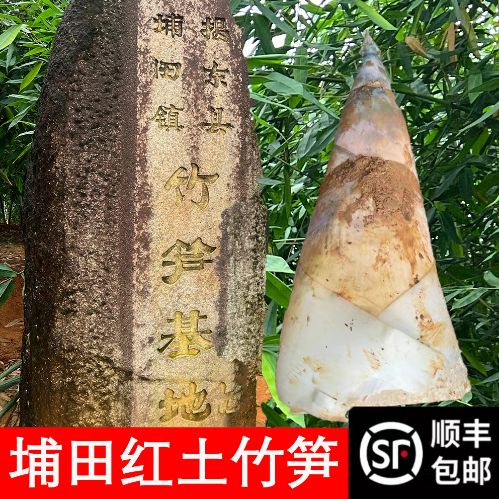 潮汕埔田之乡新鲜红土竹笋现挖嫩笋鲜嫩竹笋3斤(全国顺丰包邮)