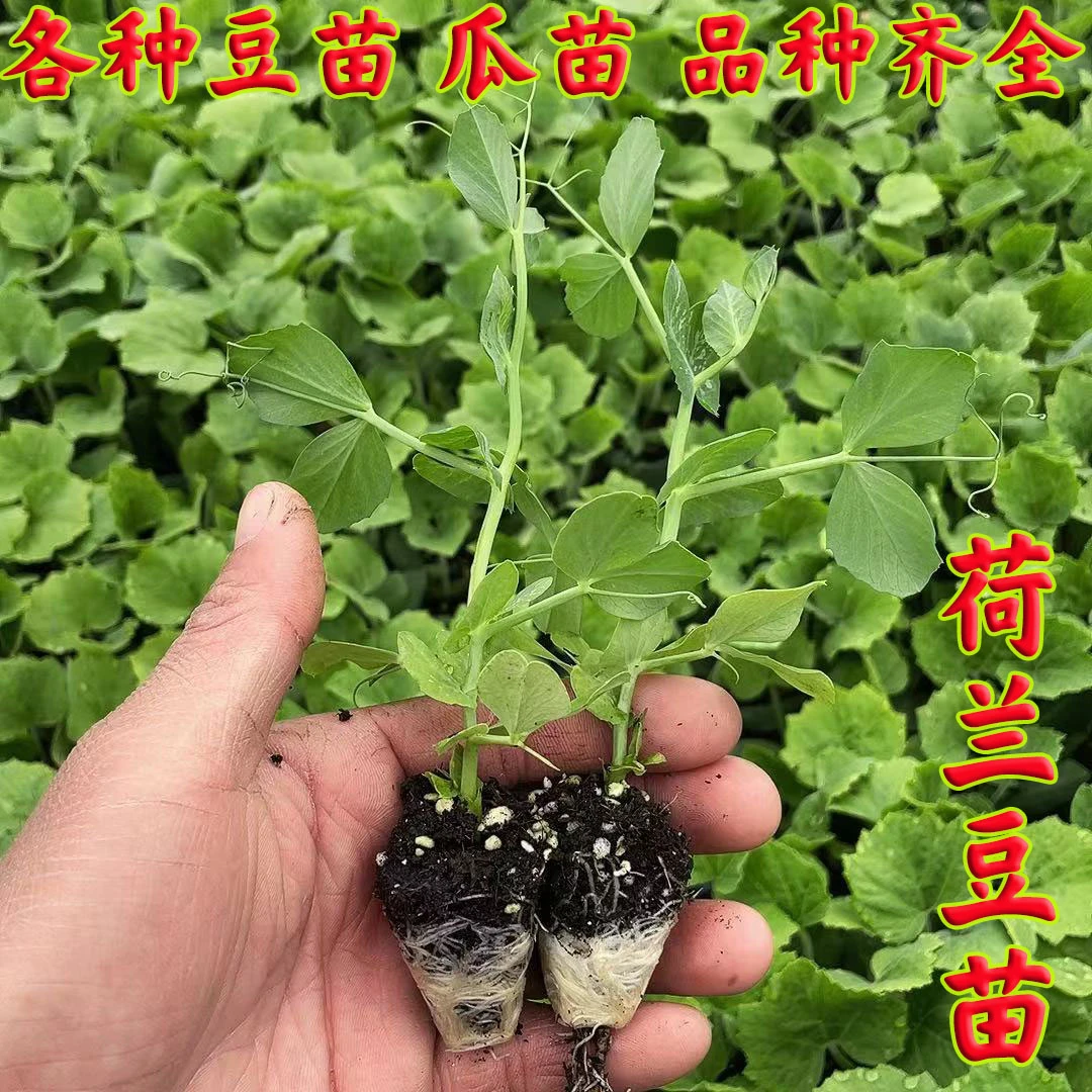 高产荷兰豆苗豌豆苗四季豆苗紫边眉豆苗紫扁豆苗刀豆苗蜜本南瓜苗