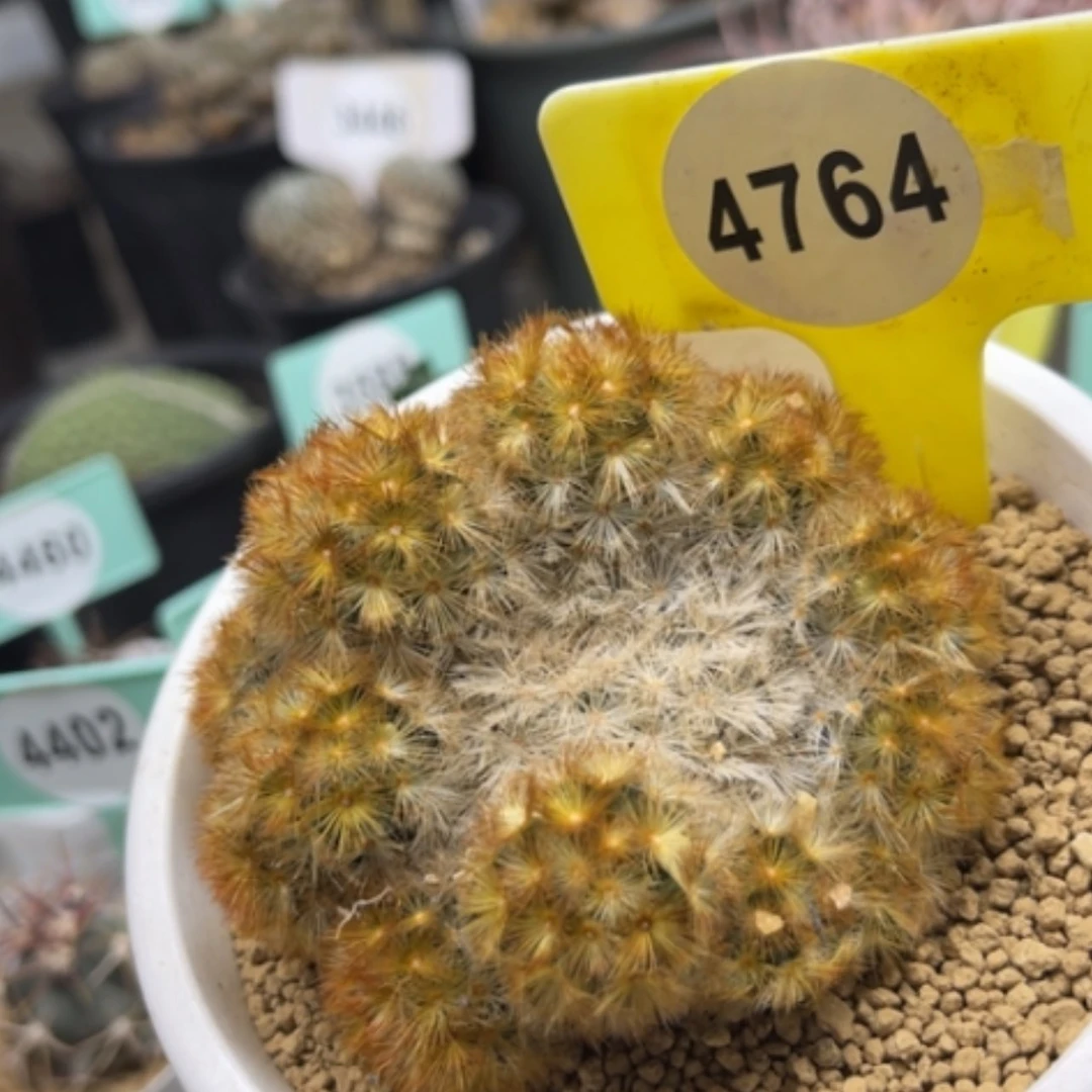 【闪购商品】47644764