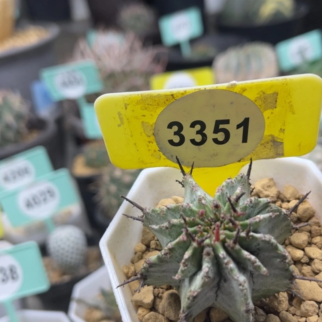 【闪购商品】33513351