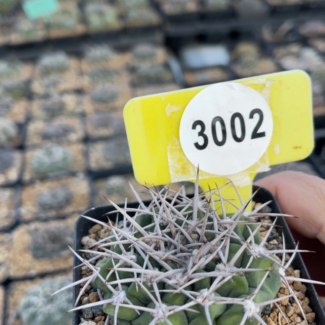 【闪购商品】30023002