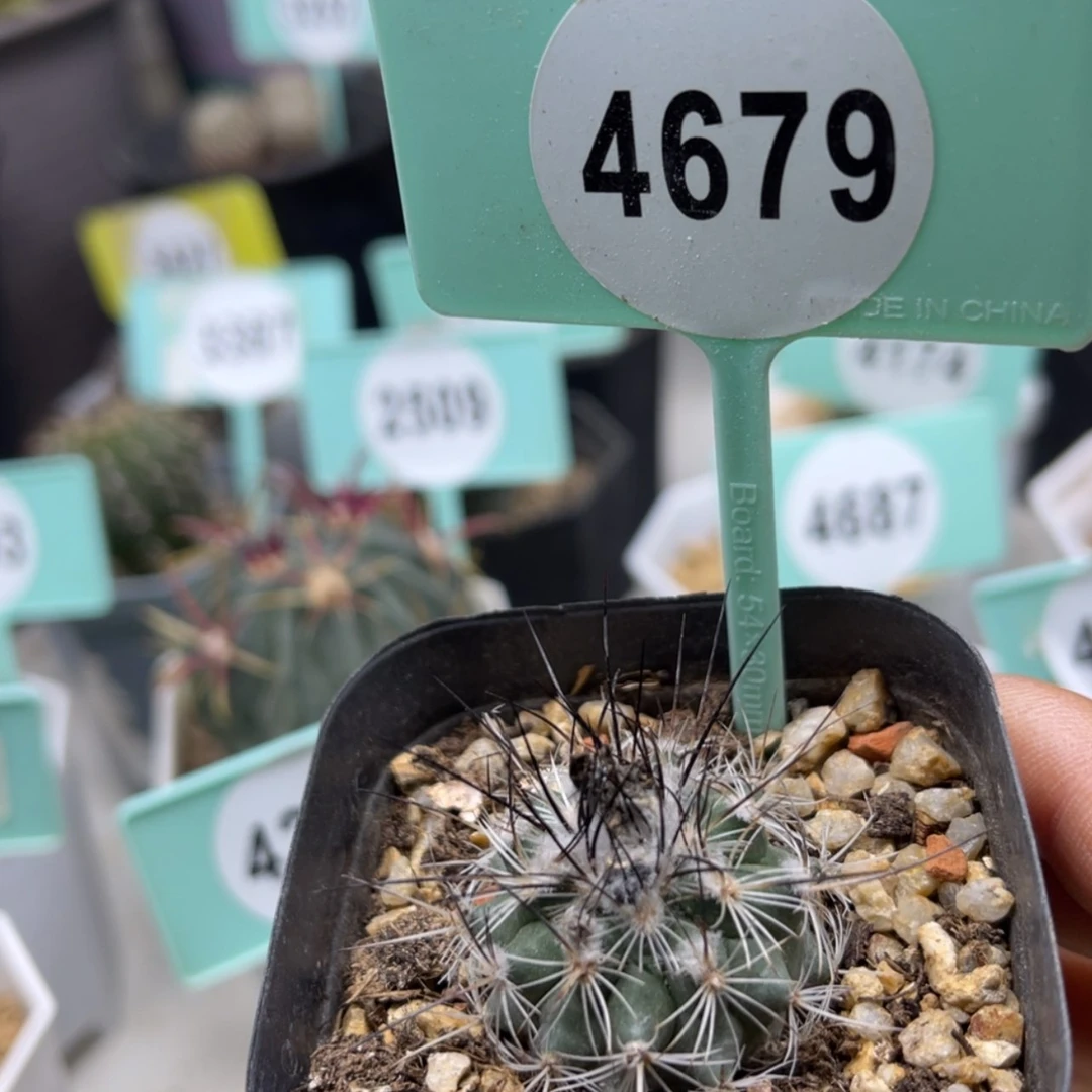 【闪购商品】阿*46794679