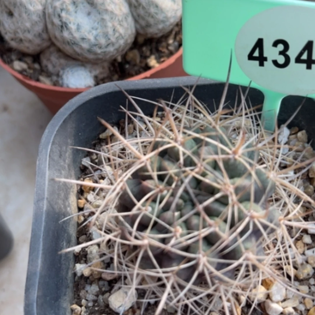 【闪购商品】43484348