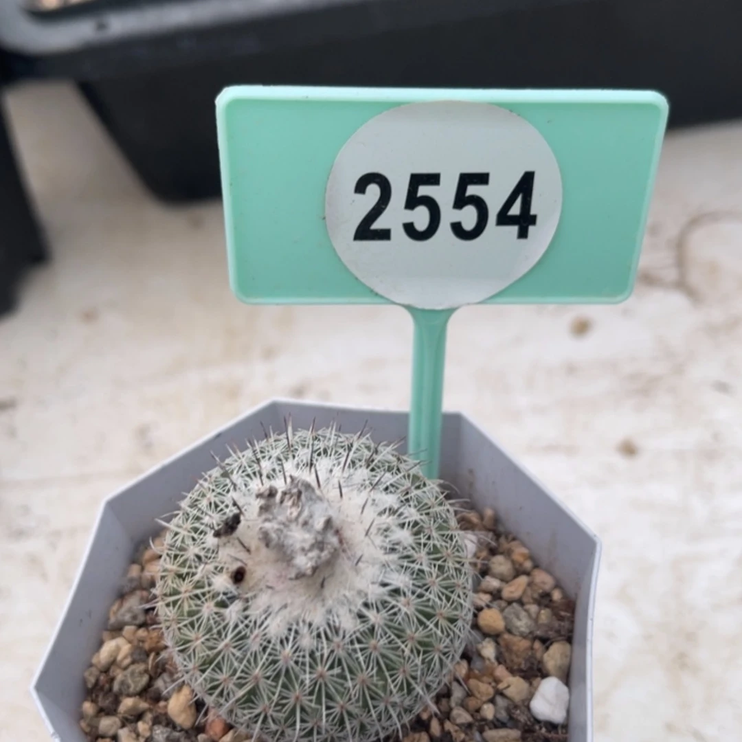 【闪购商品】32963296
