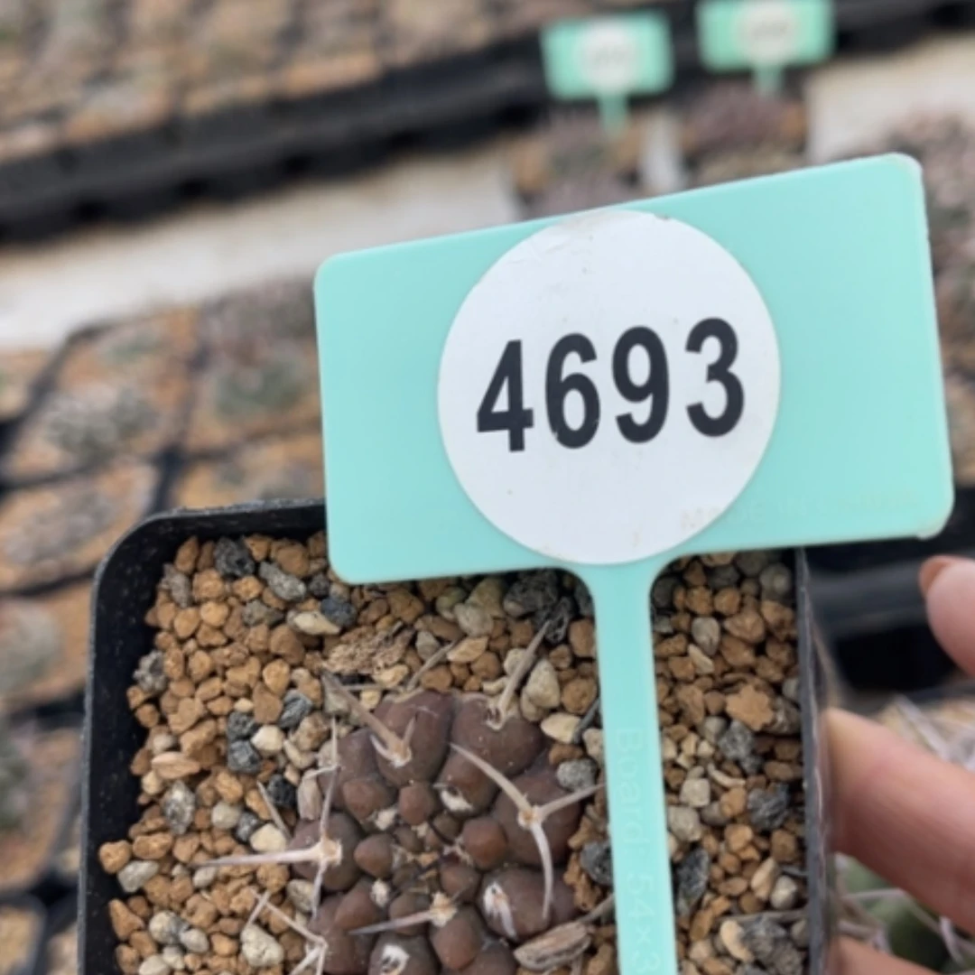 【闪购商品】夔*瀧46934693