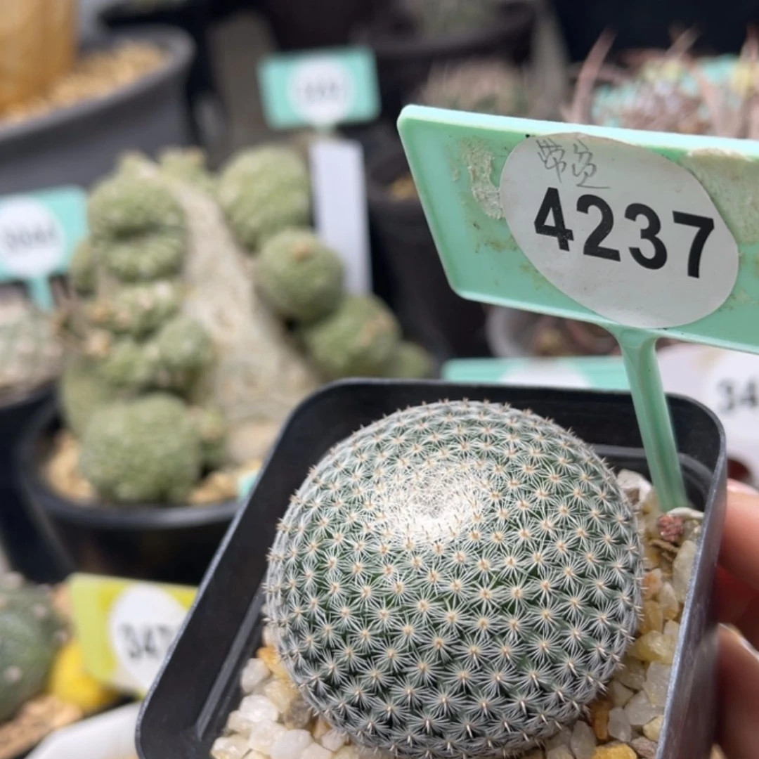 【闪购商品】42374237