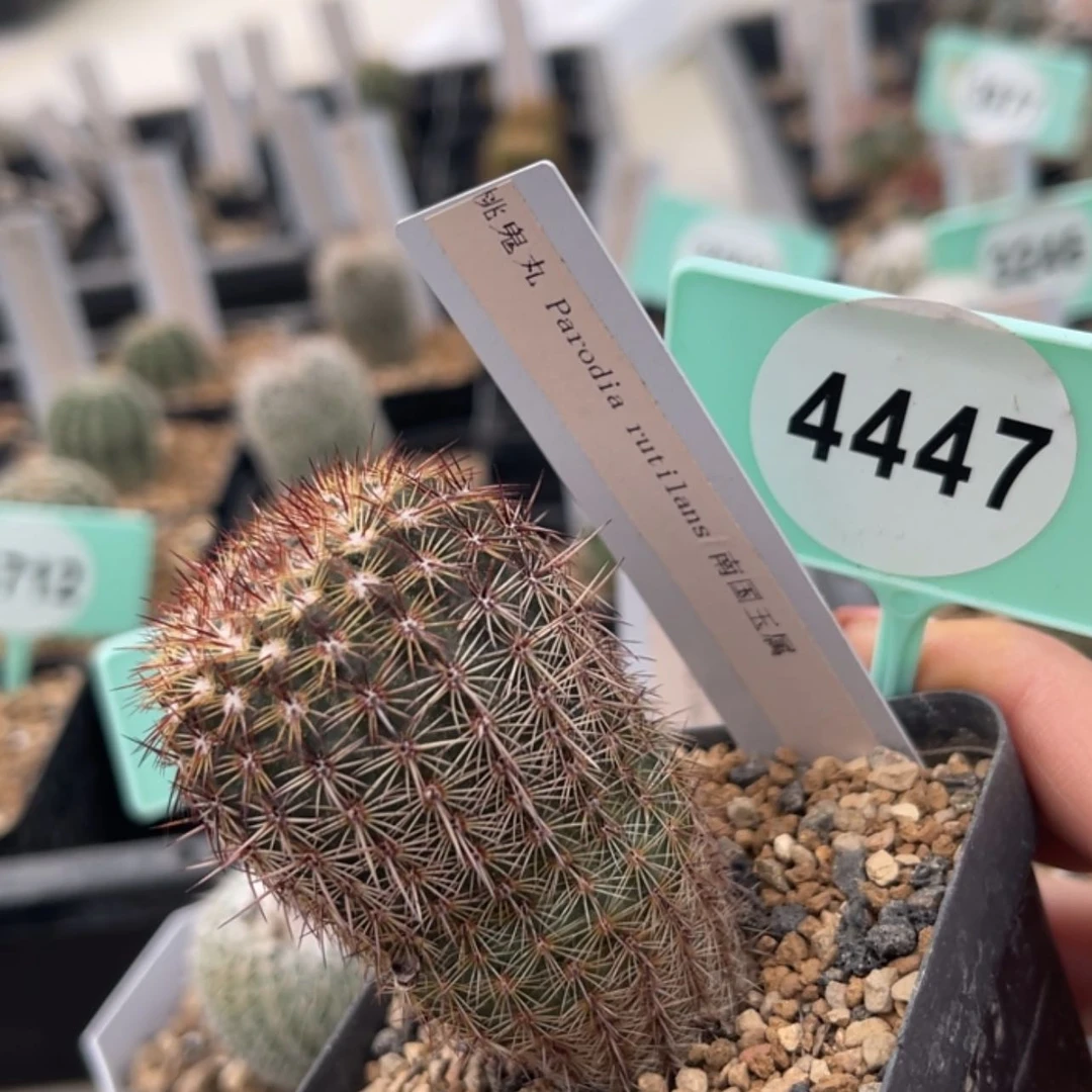 【闪购商品】44474447