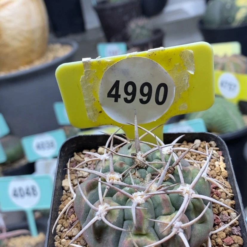 【闪购商品】5.3+裸鄂