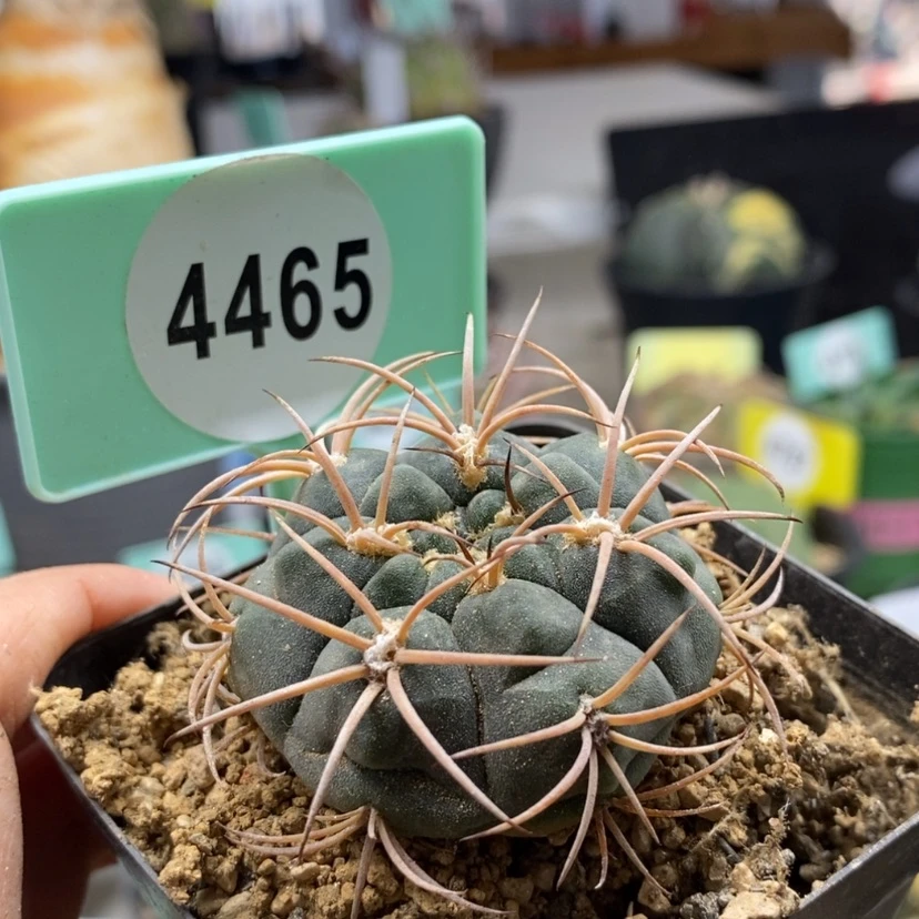 【闪购商品】裸鄂球