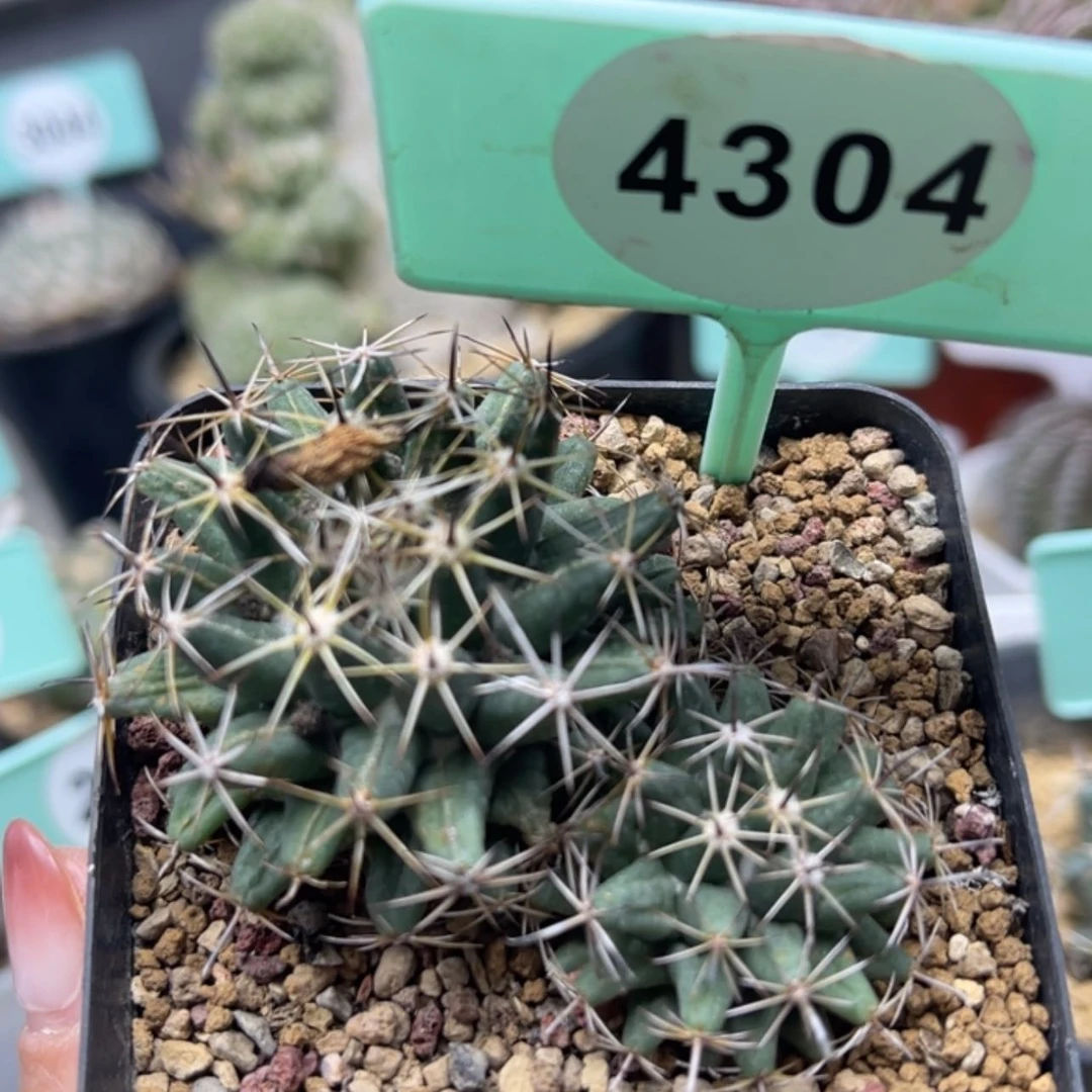 【闪购商品】43044304