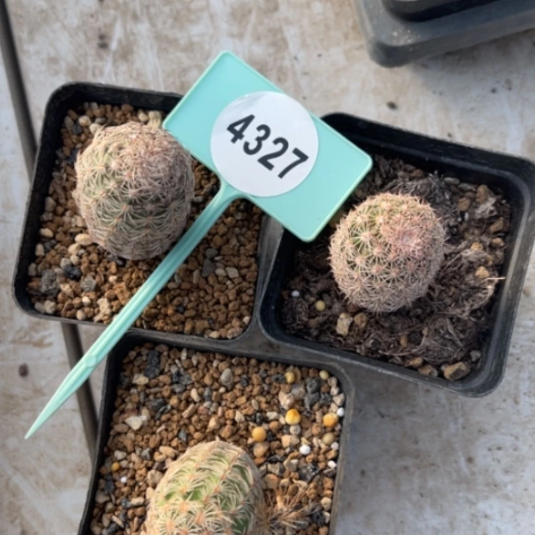 【闪购商品】43274327
