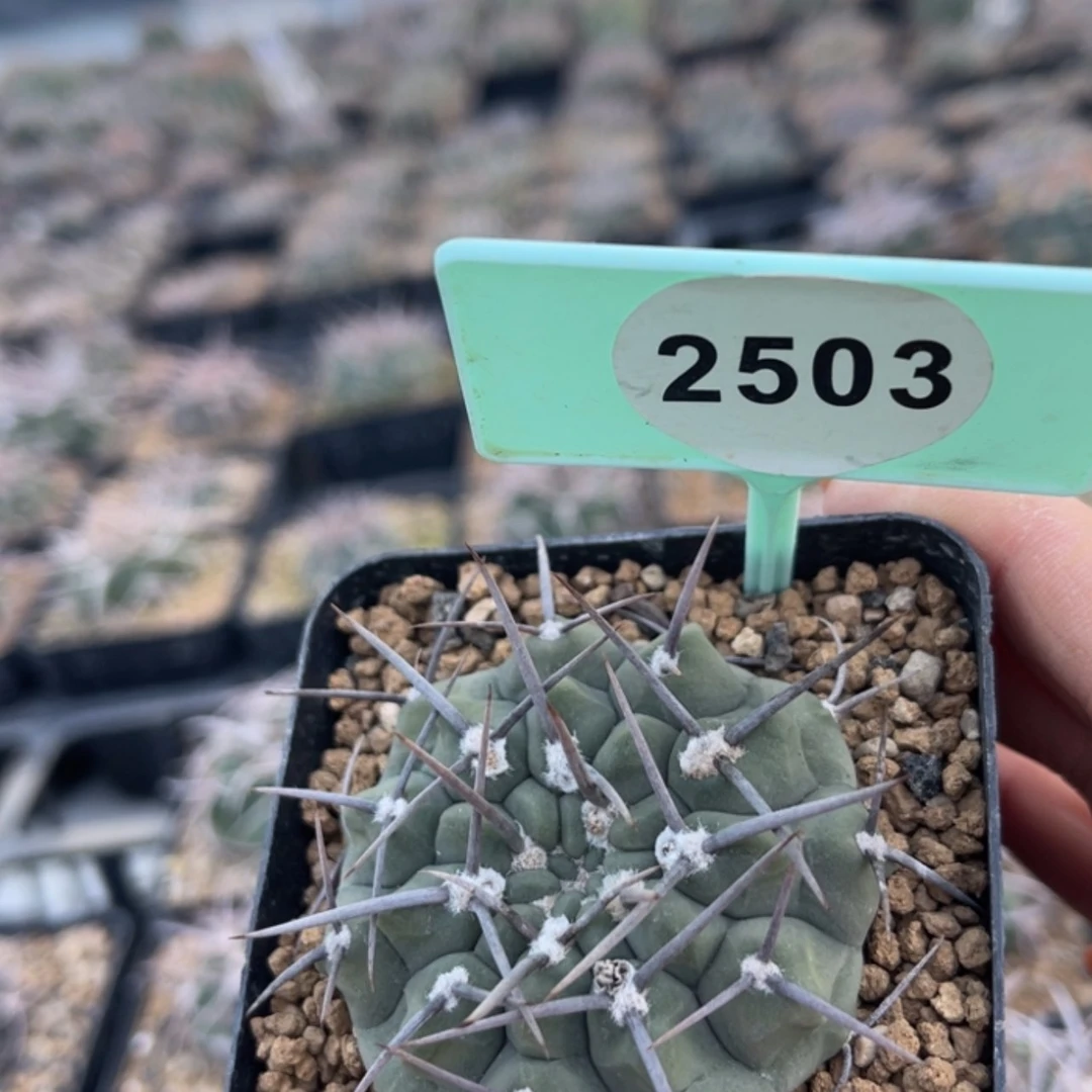 【闪购商品】第****鸦25032503