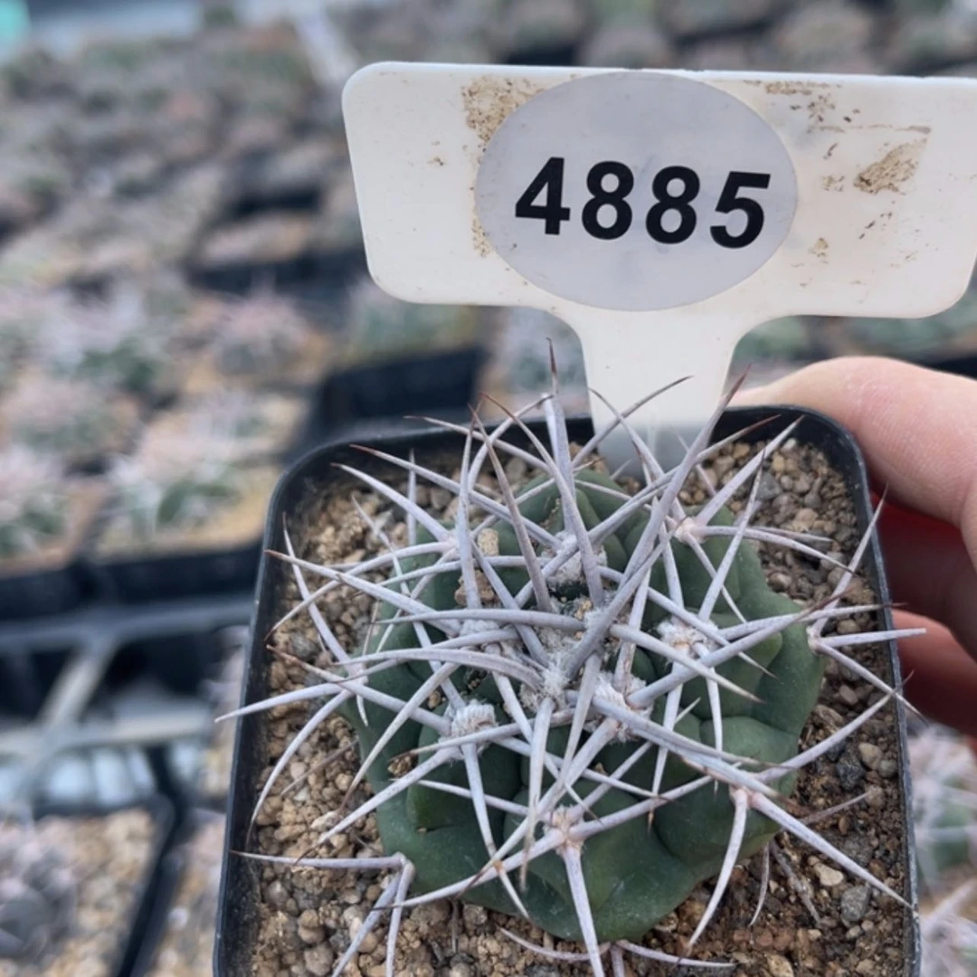 【闪购商品】48854885