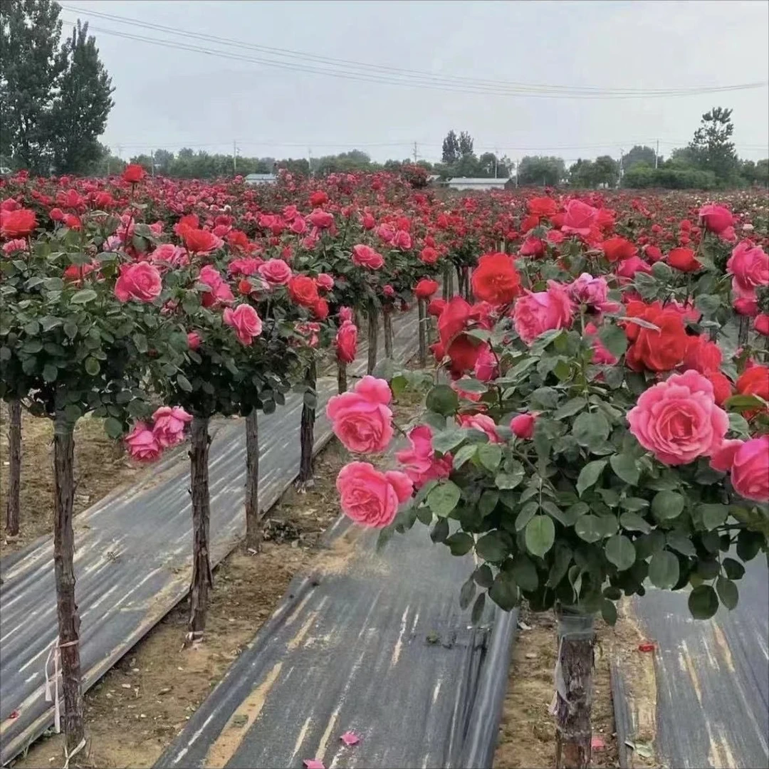 大花国月嫁接树桩月季老桩庭院地栽树状月季浓香四季开花