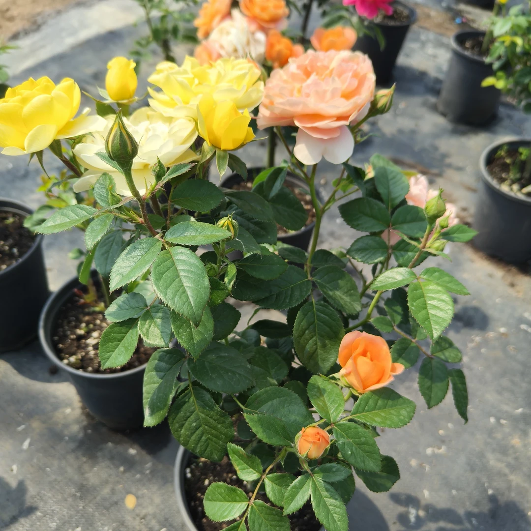 混色棒棒糖树桩月季花苗花卉植物庭院四季开玫瑰花