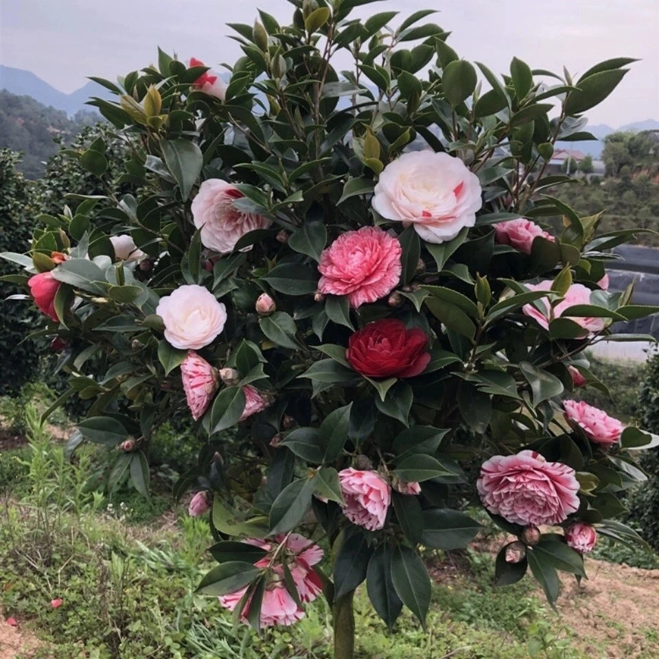 五色赤丹茶花大茶花树超大号大型茶花浓香型茶花树苗庭院山茶花