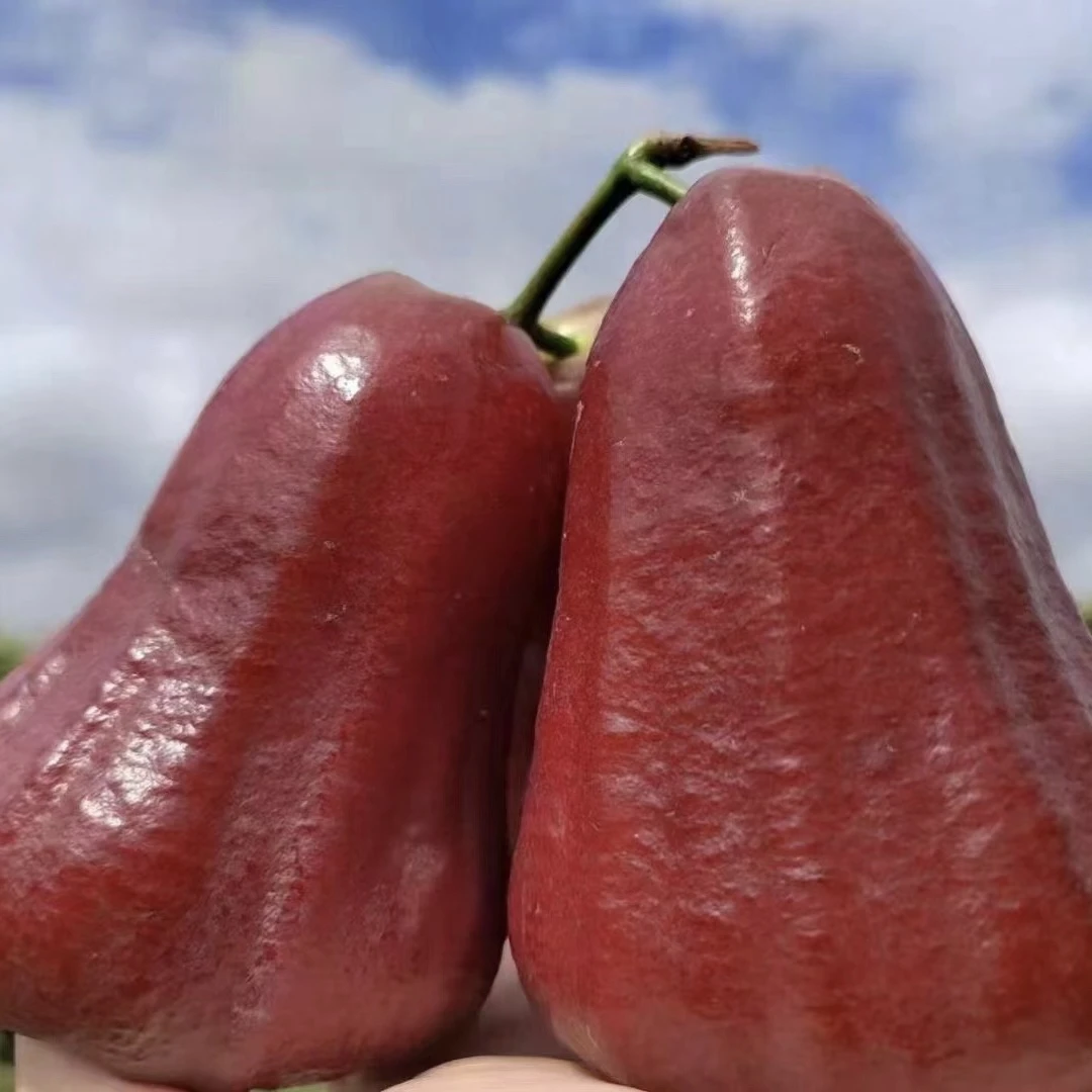 海南黑金刚莲雾果3斤当季水果整箱新鲜一级树上熟礼盒发顺丰