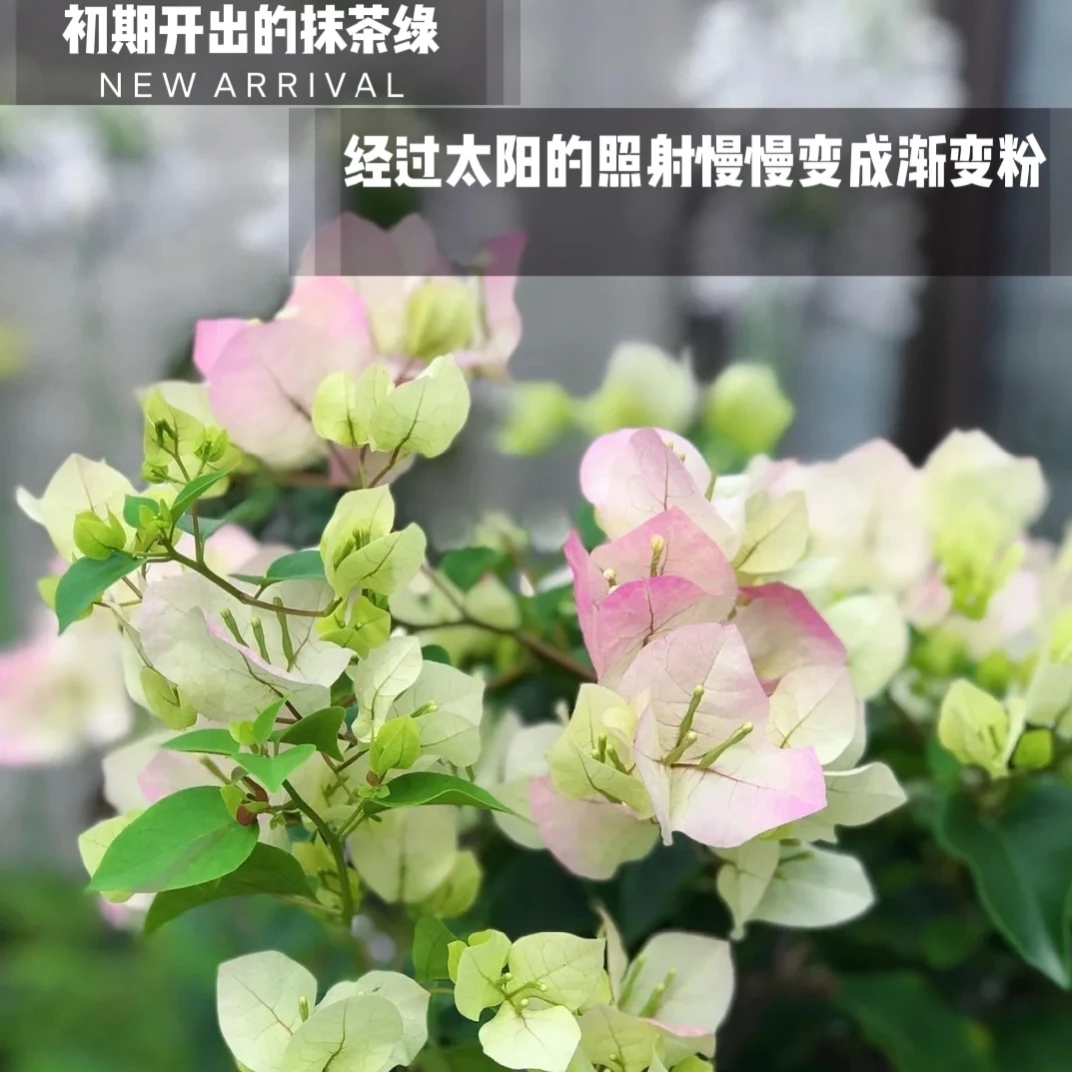 绿樱三角梅爬藤植物盆栽