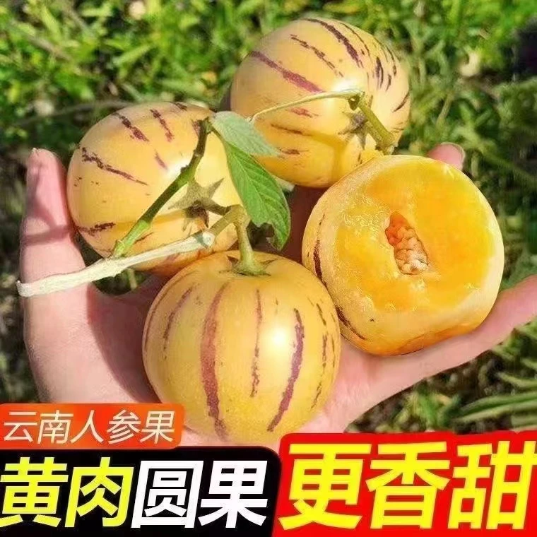 树熟人参果云南石林当季水果树农家圆果多汁黄肉小果