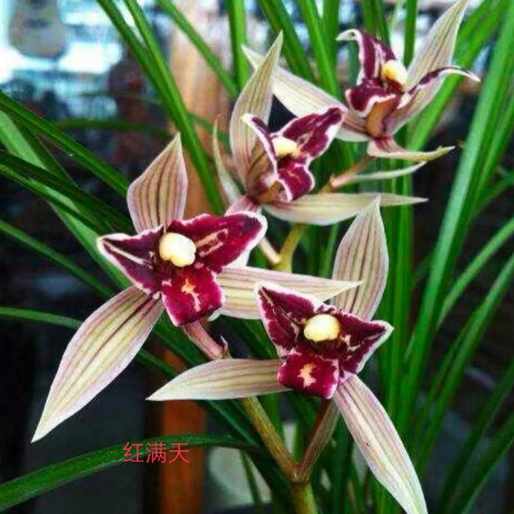 鹤庆县兰草缘之莲瓣兰一物一拍