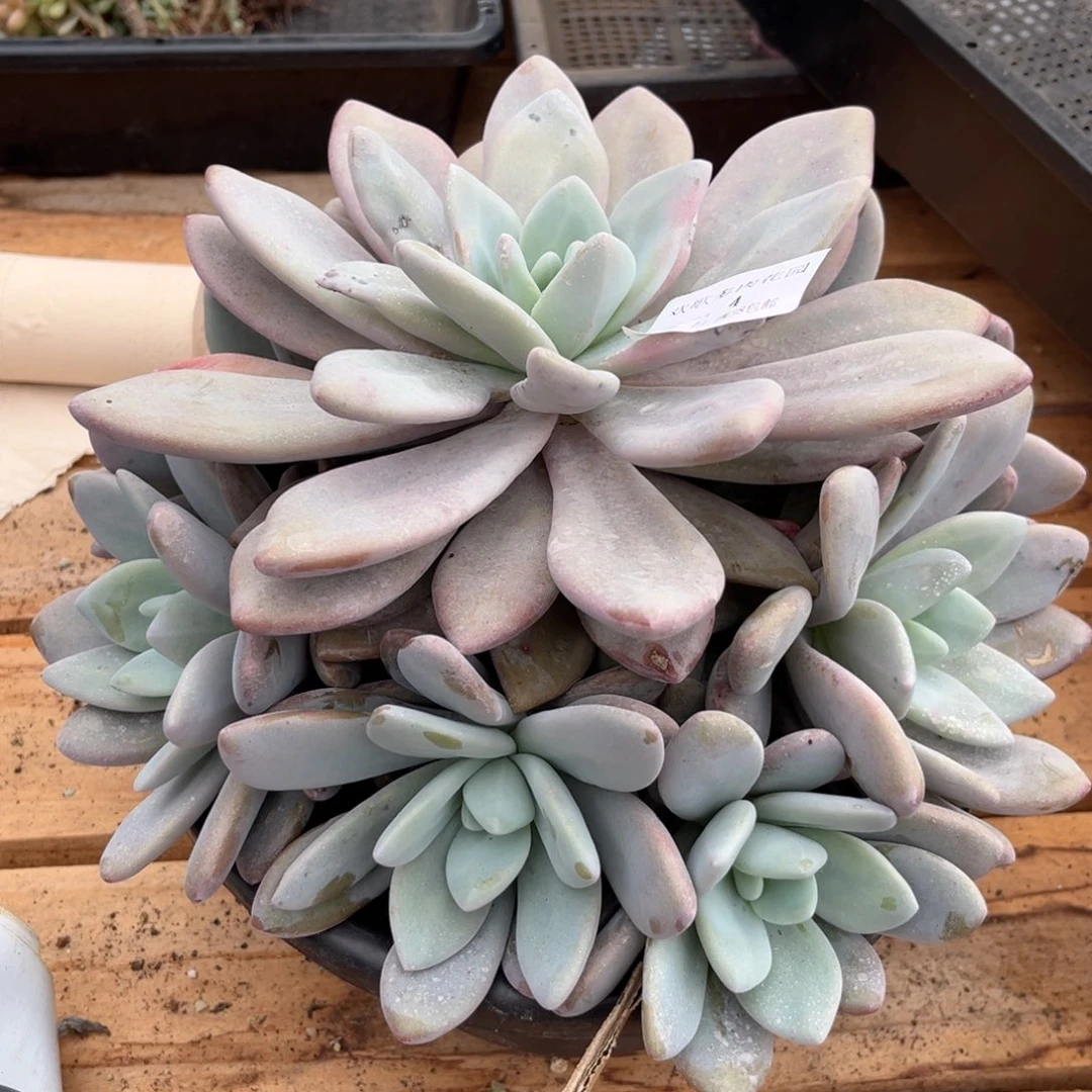 小***砖10.23-4粉兔捧花1111