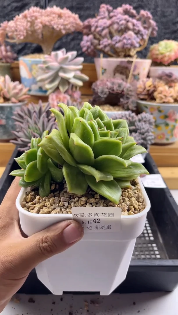 【闪购商品】8.19-42蔷薇玛利亚
