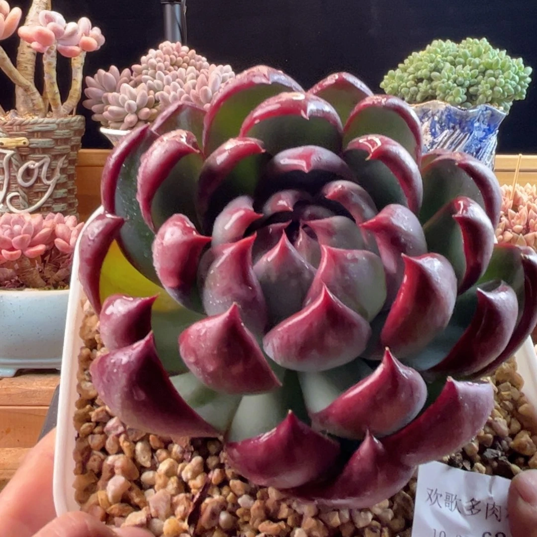 10.30-67惊鸿111111