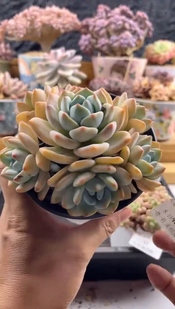 【闪购商品】8.19-49冷香