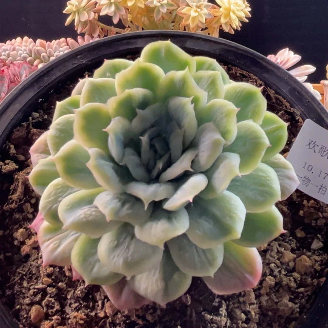 住****妞10.17-47泡泡群11111