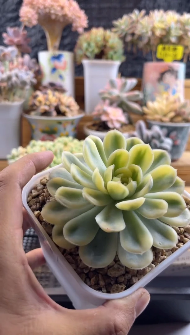 【闪购商品】8.27-27草莓冰锦