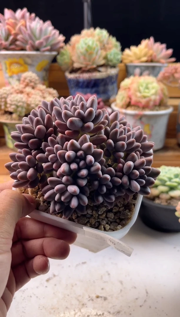 【闪购商品】10.22-39星黛露