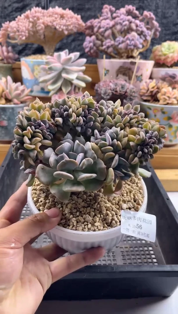 【闪购商品】8.19-56雪精灵缀化