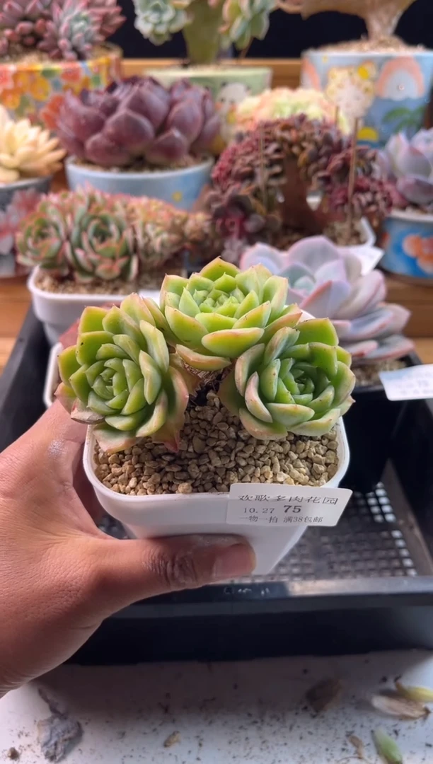 【闪购商品】10.27-75宝宝绿