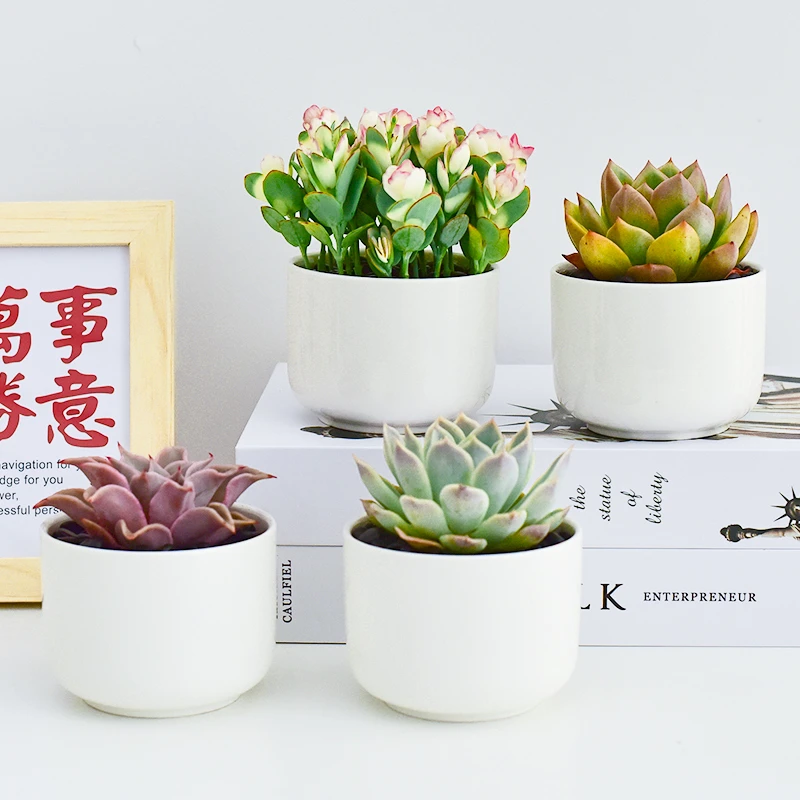 【镜绿直播专享】白色瓷盆大颗多肉植物花卉栽好室内新手好养