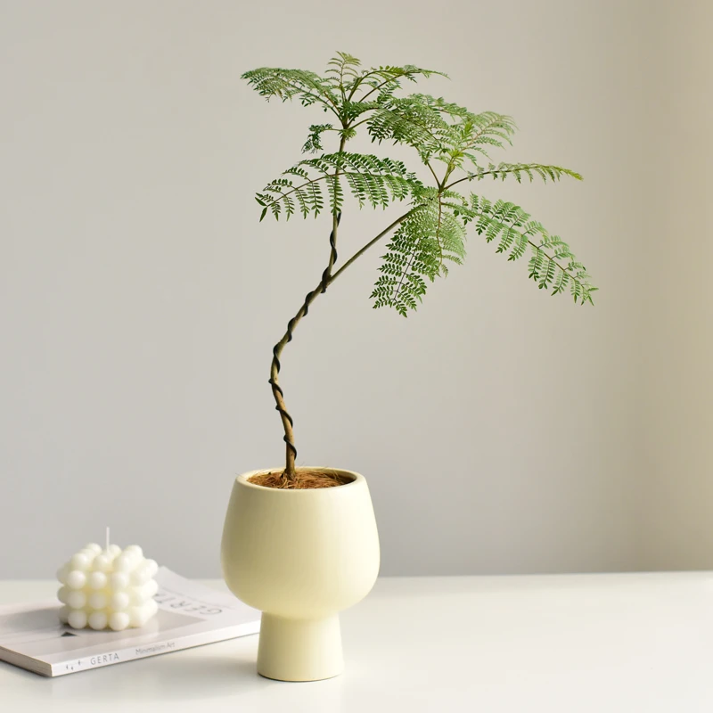 蓝花楹ins风简约陶瓷盆栽室内桌面阳台绿植花卉盆景喜阳喜水植物