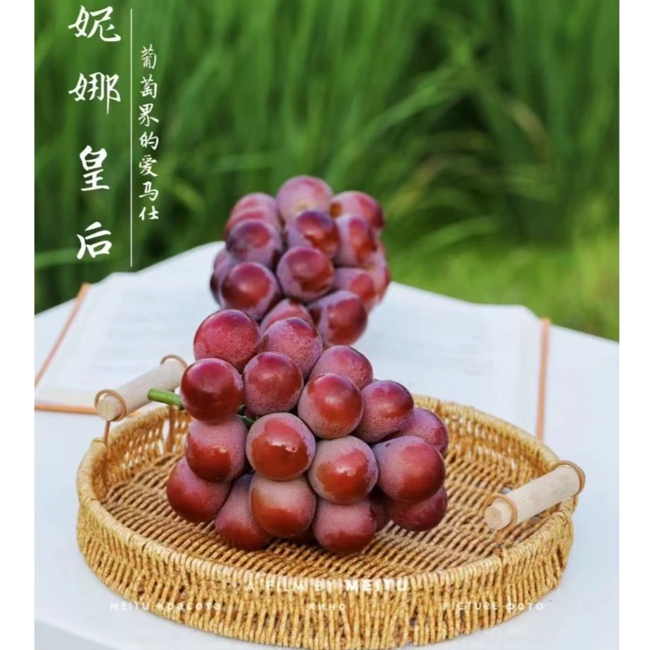 【鹏程优选】妮娜皇后葡萄界的爱马仕高甜无籽