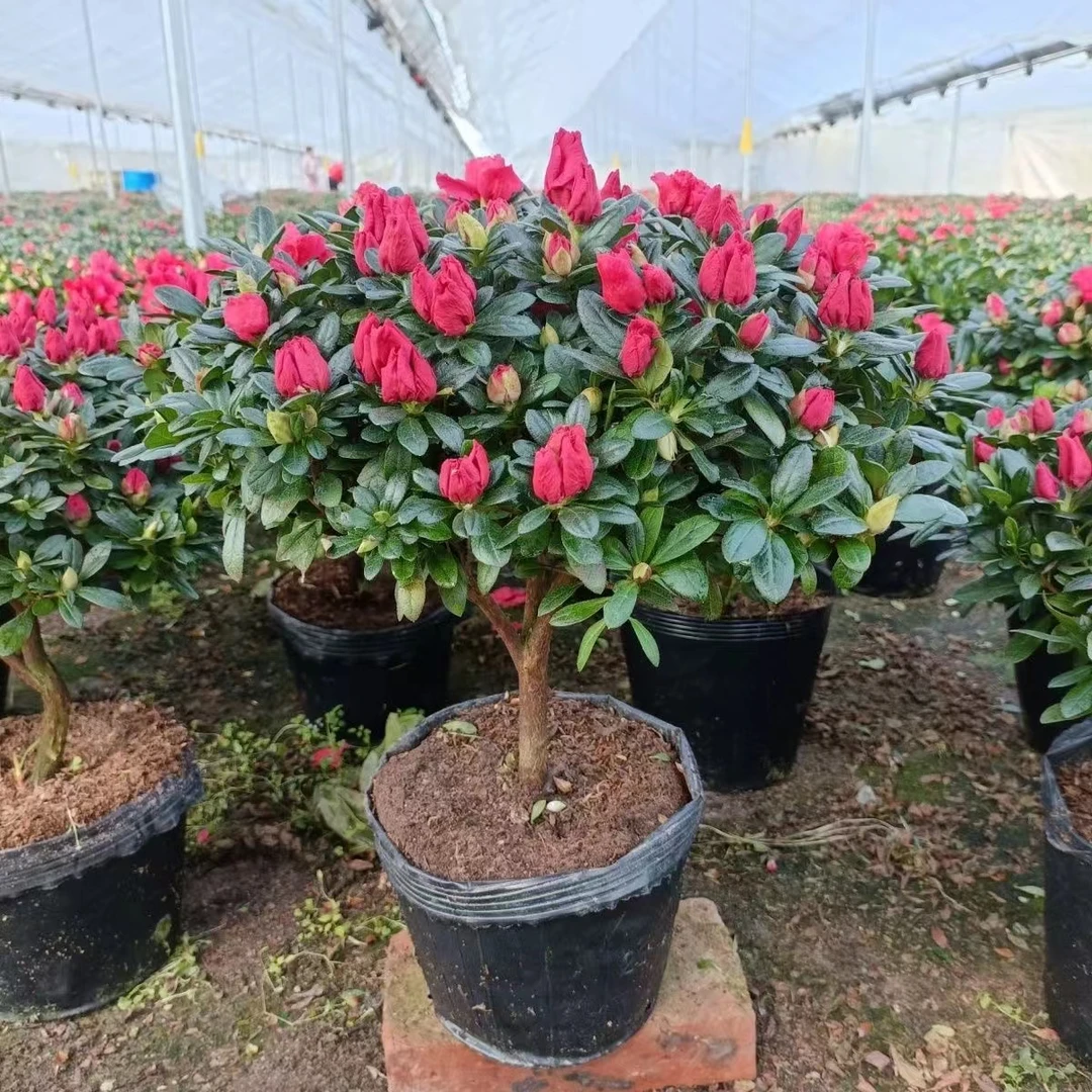 带花苞杜鹃花盆栽大红色四季开花不断阳台室内外好养老桩耐寒花卉