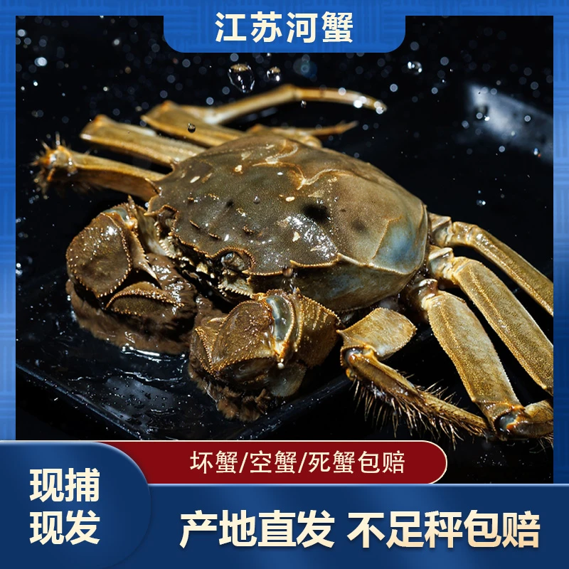 【活蟹】河蟹母蟹3.0两/只8只装礼盒装河蟹精品送2只2.5公蟹