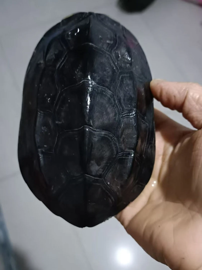 【直播选龟】人工养殖外塘冷水龟草龟多年种龟墨龟