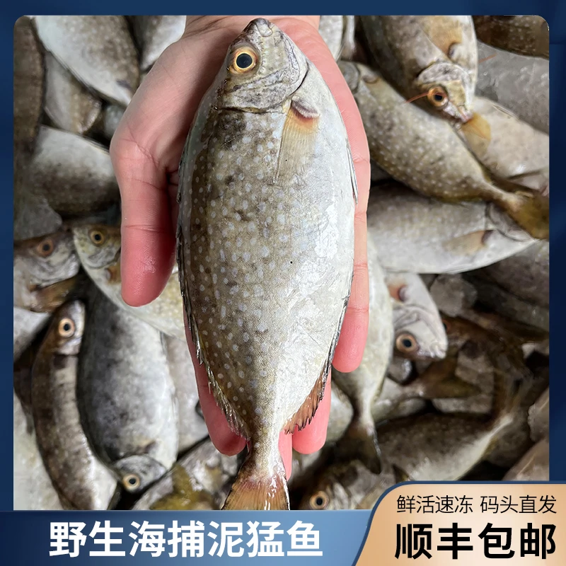 【霞】广东博贺港海捕野生泥猛鱼5斤（3-5条/斤）去肚后重约4斤 顺丰
