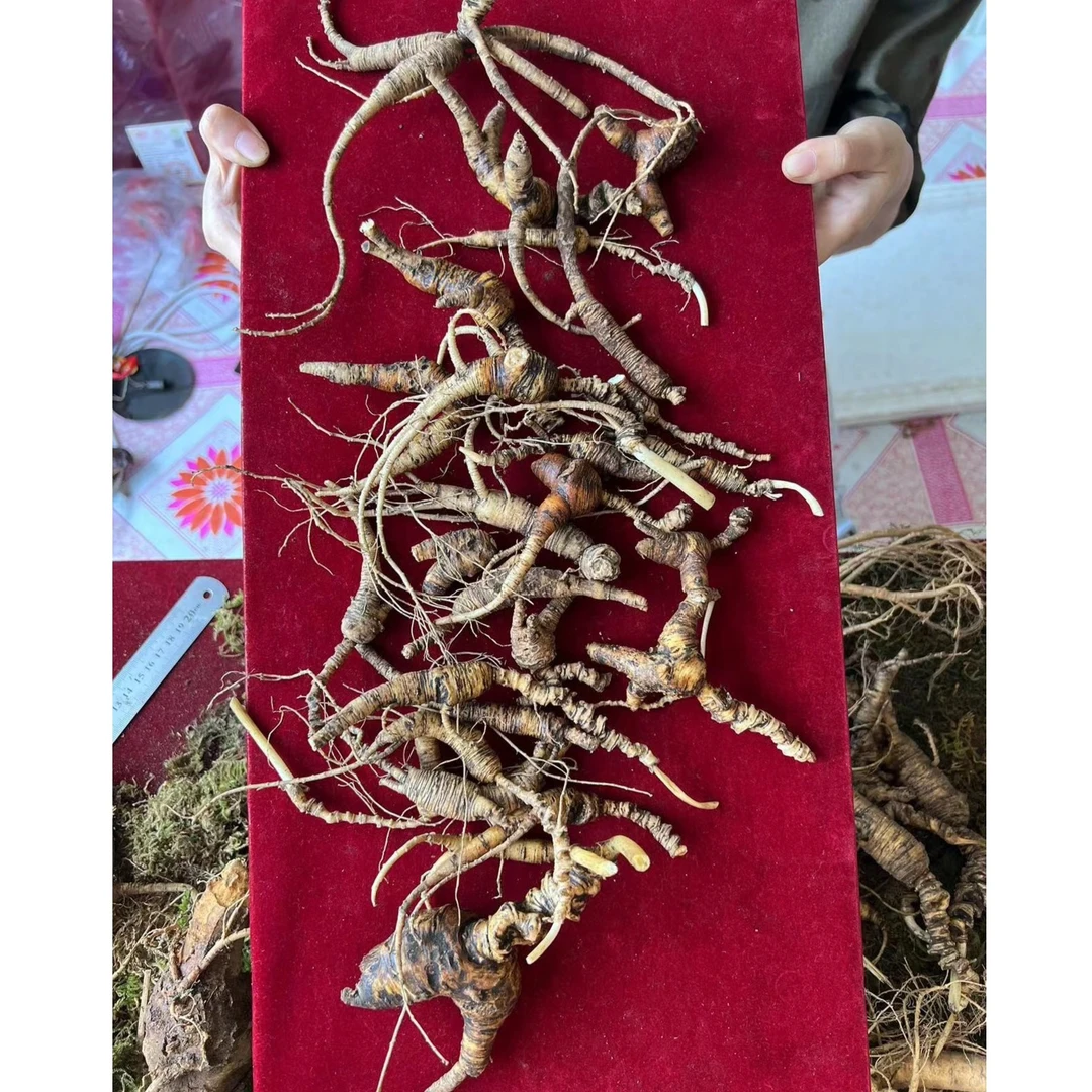 长白山新鲜林下参老货人参泡酒煲汤产地直发山参带
