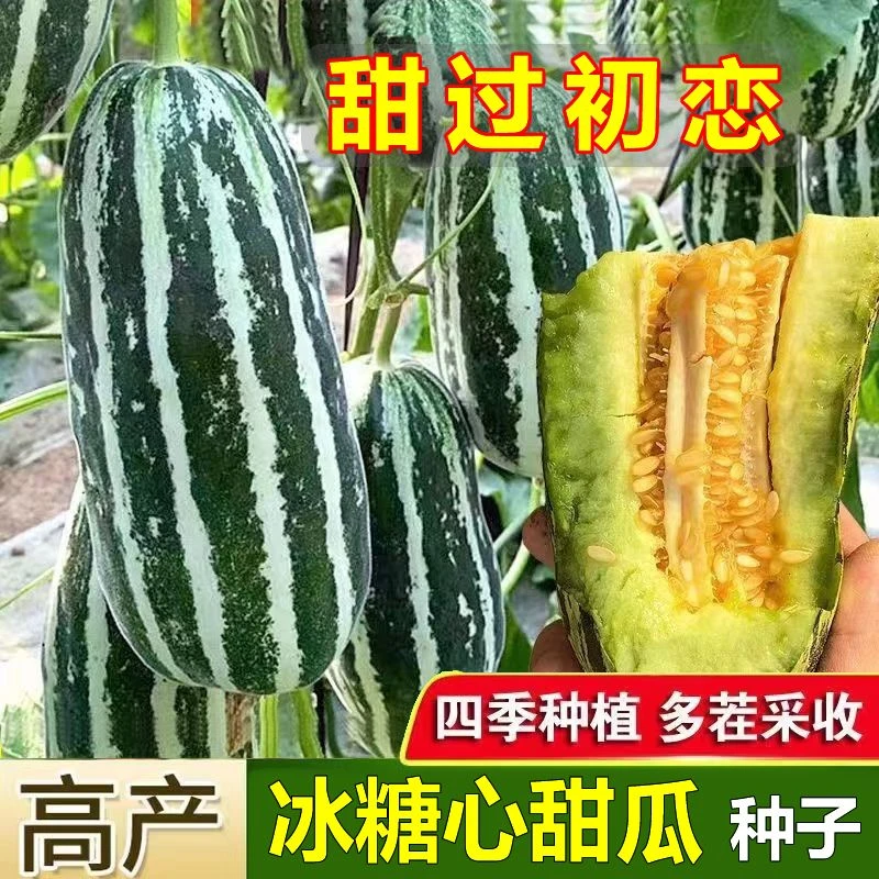 高产甜掉芽甜瓜种子香瓜冰糖子甜瓜阳台小院均可种植
